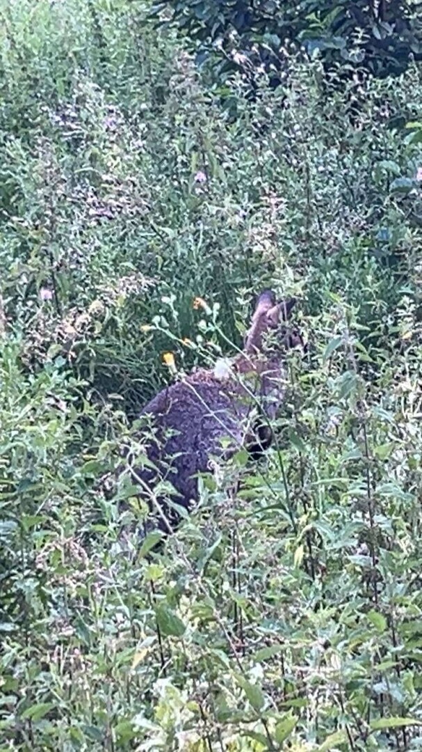 Kangur uciekinier złapany. Grupa Poszukiwawczo Ratownicza OSP w Rozprzy znalazła zwierzę za pomocą drona