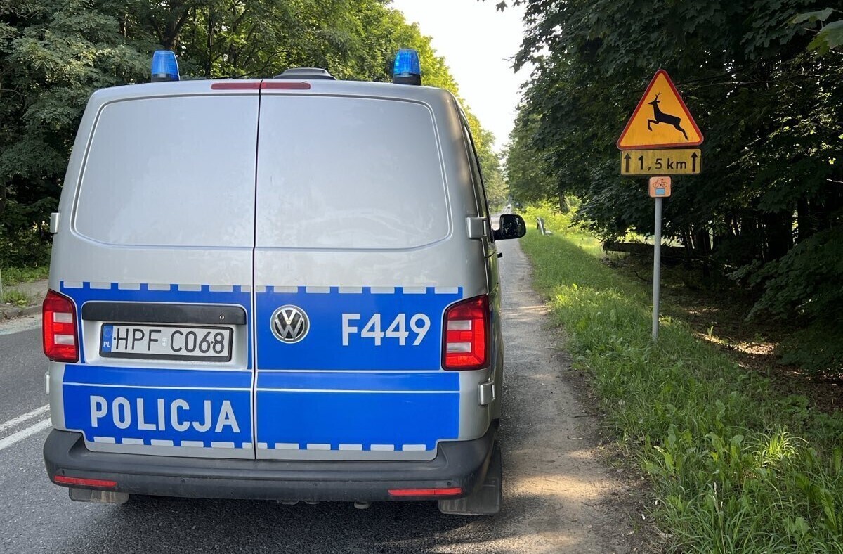 Dzikie zwierzęta na drogach. W ciągu jednej doby doszło do dwóch kolizji w powiecie piotrkowskim