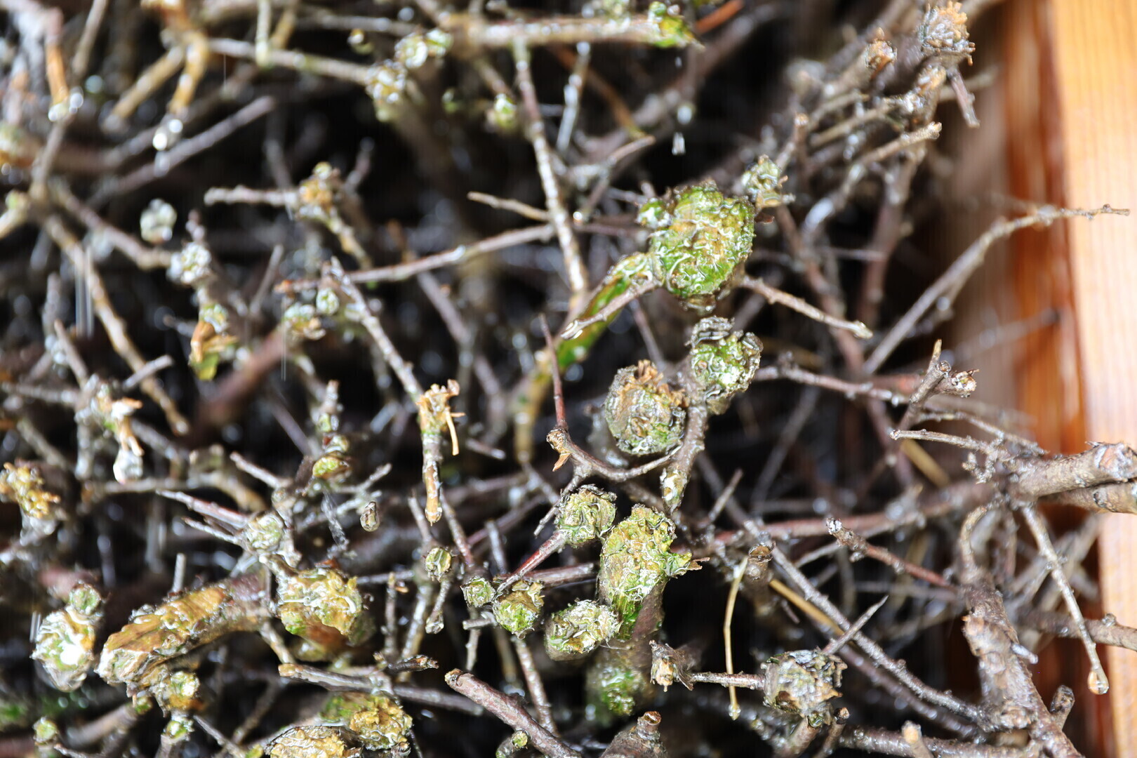 Zielona tężnia solankowa w Piotrkowie. Czy nieznane glony zagrażają mieszkańcom