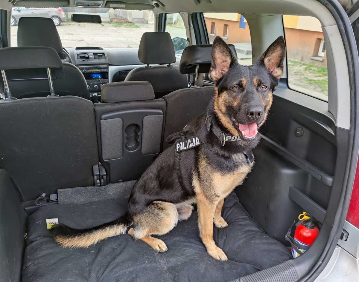 Psy policyjne w Piotrkowie Trybunalskim Porto i Maks wspierają funkcjonariuszy