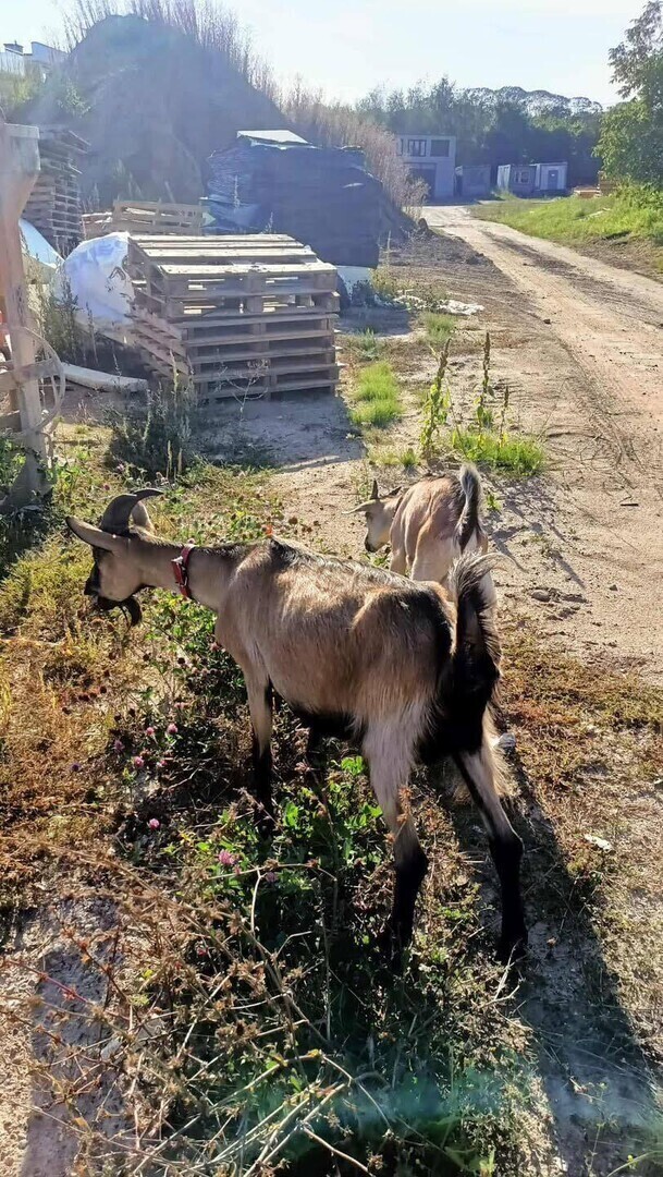 Kozy na piotrkowskim gigancie. Gdzie jest właściciel