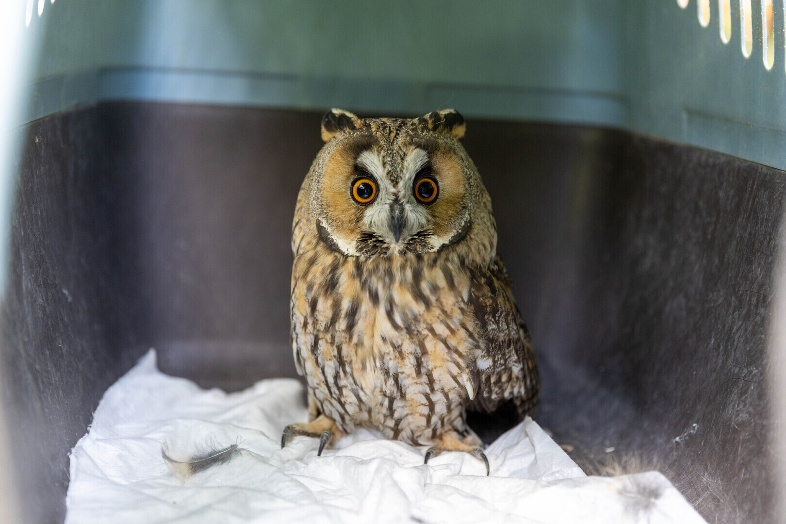 Piotrków Trybunalski w parku Belzackim wypuszczono dwie sowy uszate. Ptaki wróciły do swojego naturalnego środowiska