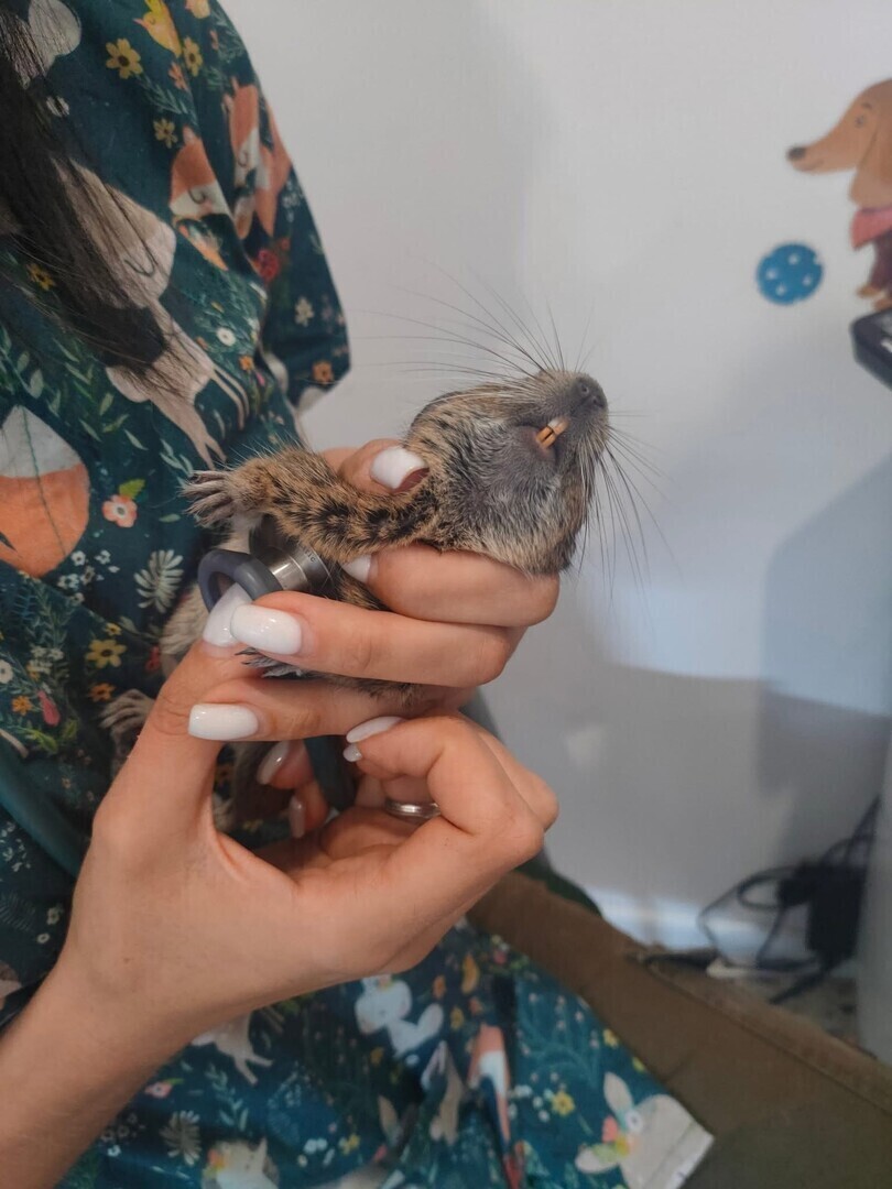 Dwie koszatniczki na śmietniku. Znów ktoś wyrzucił zwierzaki