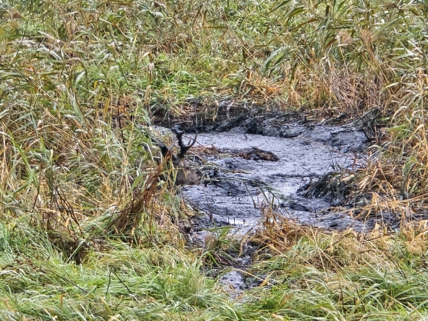 Dramatyczna akcja ratunkowa jelenia. Osiem godzin walki o życie z pomocą Nadleśnictwa Piotrków i straży pożarnej