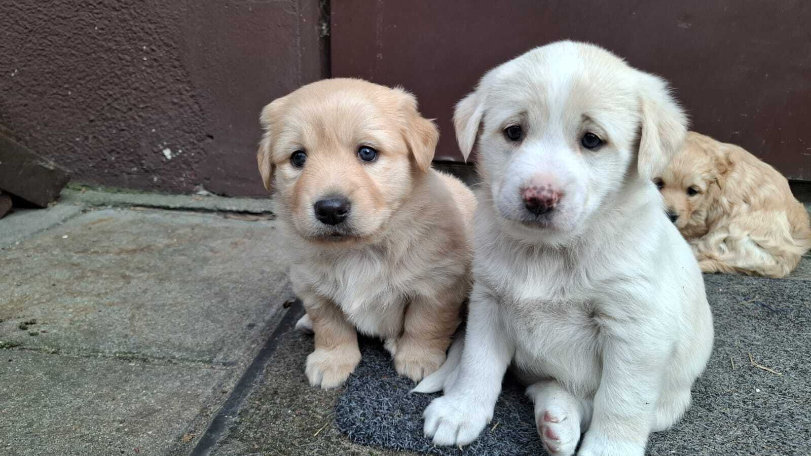 Zaginięcie trzech szczeniąt w Piotrkowie. Szczęśliwe zakończenie