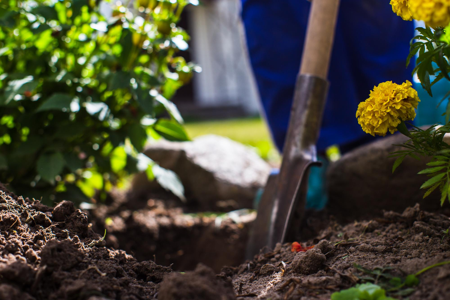Jak i kiedy przesadzać piwonie