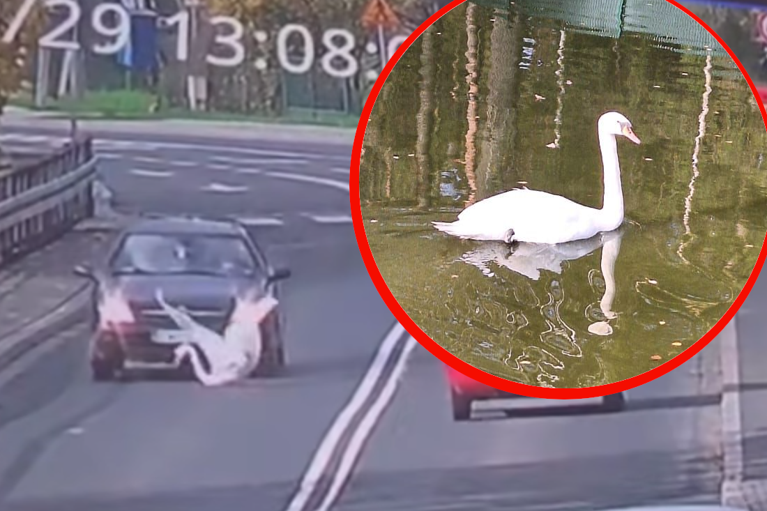 Łabędź miał poważnie wyglądający wypadek. Po kuracji Leśnego Ośrodka Rehabilitacji Zwierząt - wrócił do zdrowia