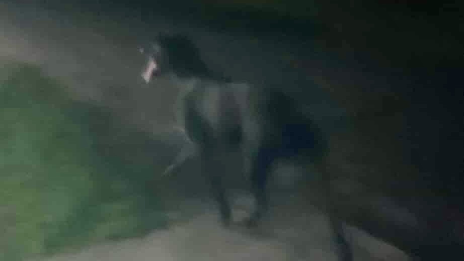 Miał być wyrzucony z samochodu okazało się że uciekł z posesji