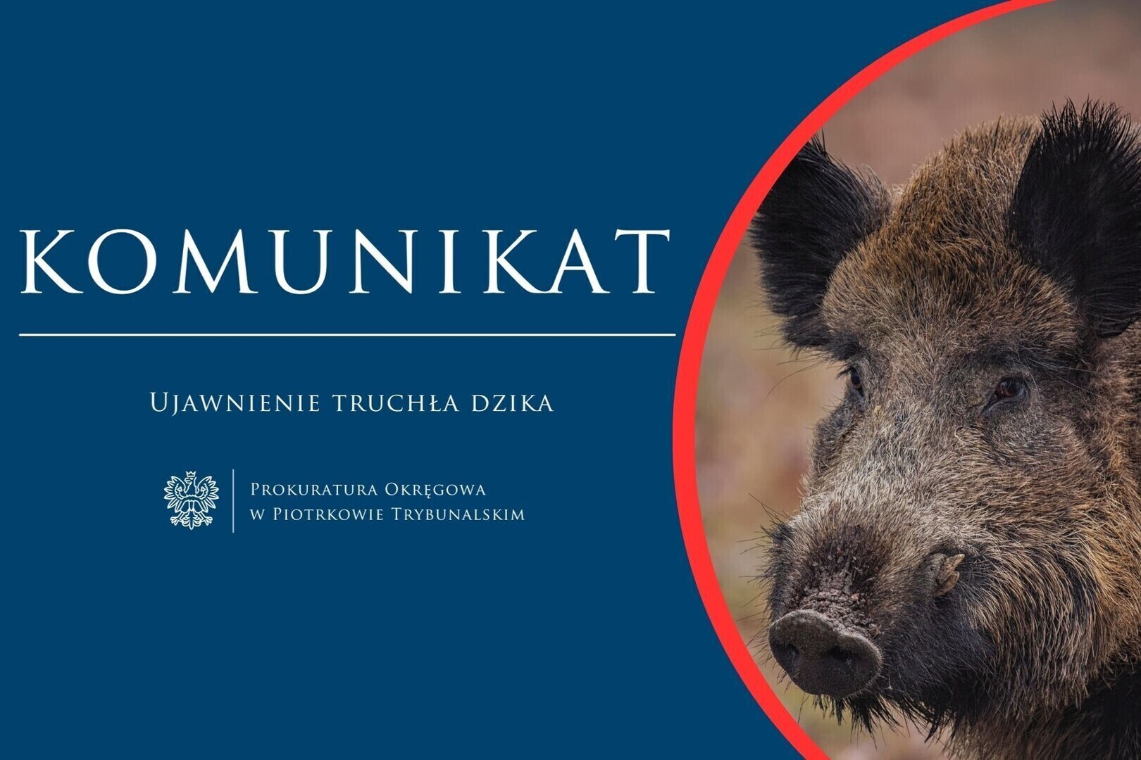 Prokuratura Rejonowa zajmie się dzikiem z ASF. Czy był postrzelony