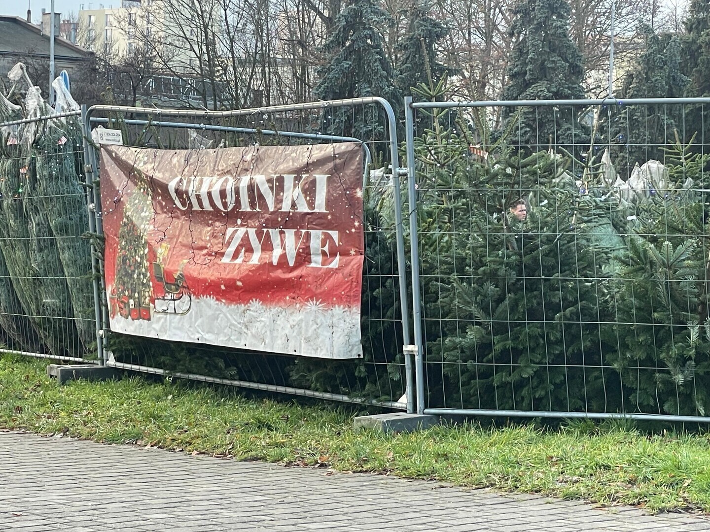 Choinki nie na sprzedaż a na wypożyczenie. W Piotrkowie znaleźli sposób na ominięcie opłat handlowych