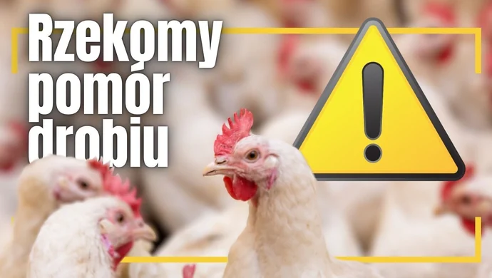 Rzekomy pomór drobiu - Wojewoda Łódzki wydał nowe rozporządzenie