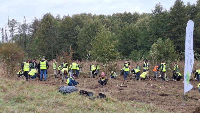 500 drzew posadzono w Piotrkowie Trybunalskim w ramach programu „Novy Las”