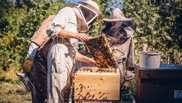 KRUS wspiera polskich pszczelarzy – ekologia, bezpieczeństwo i edukacja w centrum uwagi
