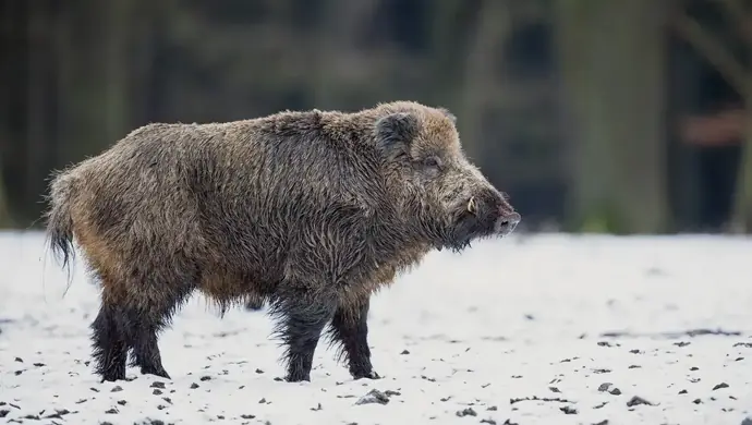 Kolejne zakażone ASF dziki w powiecie piotrkowskim. Jakie mogą być konsekwencje dla hodowców świń?