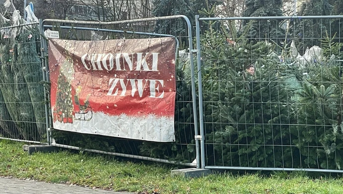 Choinki nie na sprzedaż, a na wypożyczenie.  W Piotrkowa znaleźli sposób na ominięcie  opłat handlowych?