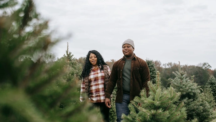 Wybór choinki w doniczce – co jest ważne podczas zakupów?