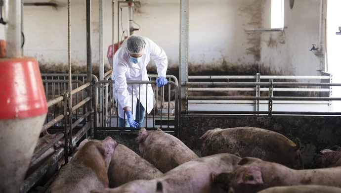 Nowe ograniczenia dotyczące hodowli i transportu świń w związku z ASF