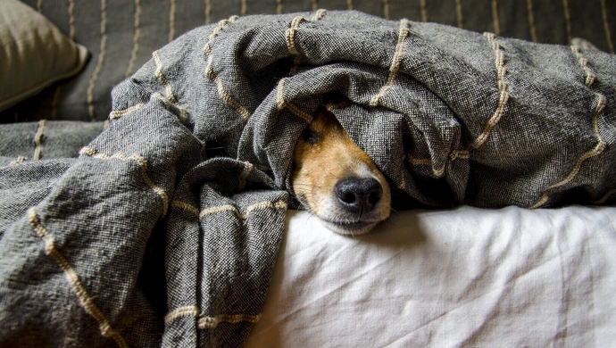 Nie strzelaj fajerwerkami, nie używaj petard. Zwierzęta cierpią