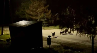 Wałęsające się psy w gminie Wolbórz: problem mieszkańców i wyzwanie dla samorządu