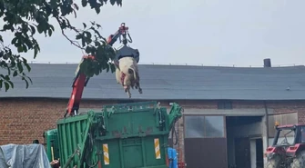 Wyrok dla mężczyzny, który zagłodził świnie w gminie Czarnocin