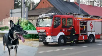 Uciekł pies potrącony przez auto na Żeromskiego. Interweniowali strażacy