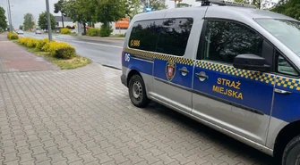 Potrącenie sarny przez samochód osobowy na ul. Sulejowskiej w Piotrkowie 