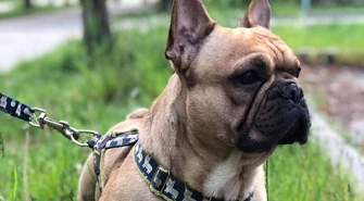 W Sulejowie rusza akcja bezpłatnego czipowania psa i kota