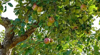 Jak wybrać idealne drzewko owocowe do ogrodu? Poradnik dla początkujących i nie tylko