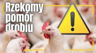 Rzekomy pomór drobiu - Wojewoda Łódzki wydał nowe rozporządzenie
