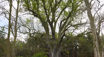   Głosujmy na nasze drzewo. Zostało tylko kilka dni
