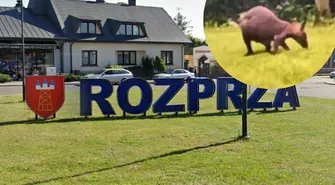 	Nowe fakty w sprawie kangura w Rozprzy. Zwierzę wciąż na wolności, gmina publikuje oświadczenie