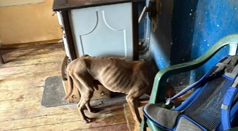 Dramatyczna interwencja TOZ w centrum Piotrkowa. Pies zagłodzony i pozostawiony w tragicznych warunkach – sprawa trafiła do prokuratury