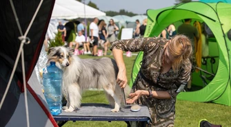 Międzynarodowa i Krajowa Wystawa Psów Rasowych w Moszczenicy – wyjątkowe piękności z całego świata na ringu