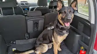 Psy policyjne w Piotrkowie Trybunalskim – „Porto” i „Maks” wspierają funkcjonariuszy