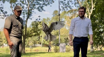 Piotrków Trybunalski: w parku Belzackim wypuszczono dwie sowy uszate. Ptaki wróciły do swojego naturalnego środowiska