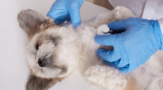 Bezpłatne chipowanie psów i kotów w piotrkowskim schronisku – zadbaj o bezpieczeństwo swojego pupila