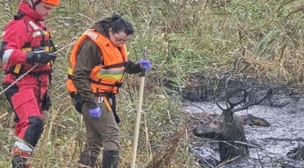 Dramatyczna akcja ratunkowa jelenia. Osiem godzin walki o życie z pomocą Nadleśnictwa Piotrków i straży pożarnej
