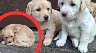 Zaginięcie trzech szczeniąt w Piotrkowie. Szczęśliwe zakończenie 