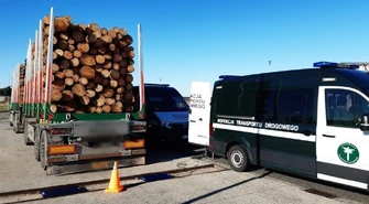 Piotrków Trybunalski: Inspektorzy WITD ujawnili przeładowane ciężarówki z drewnem – rekordowy zestaw ważył aż 71 ton i przekroczył dopuszczalne normy