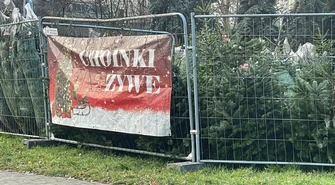Choinki nie na sprzedaż, a na wypożyczenie. W  Piotrkowa znaleźli sposób na ominięcie  opłat handlowych?