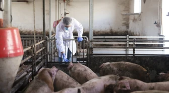 Nowe ograniczenia dotyczące hodowli i transportu świń. Lista miejscowości objętych strefą ASF w powiecie piotrkowskim