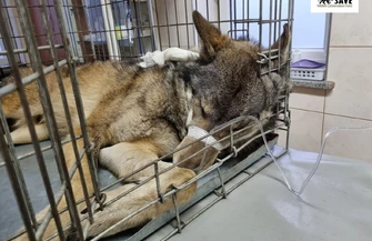 Facebook Fundacja SAVE Wildlife Conservation 