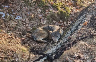 Facebook Fundacja SAVE Wildlife Conservation 