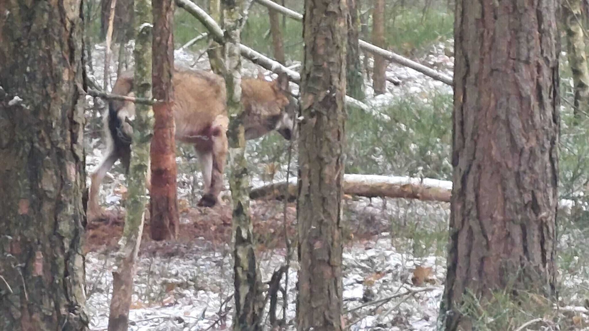 Wilk ciężko ranny przez nielegalne wnyki. Trwa walka o uratowanie łapy