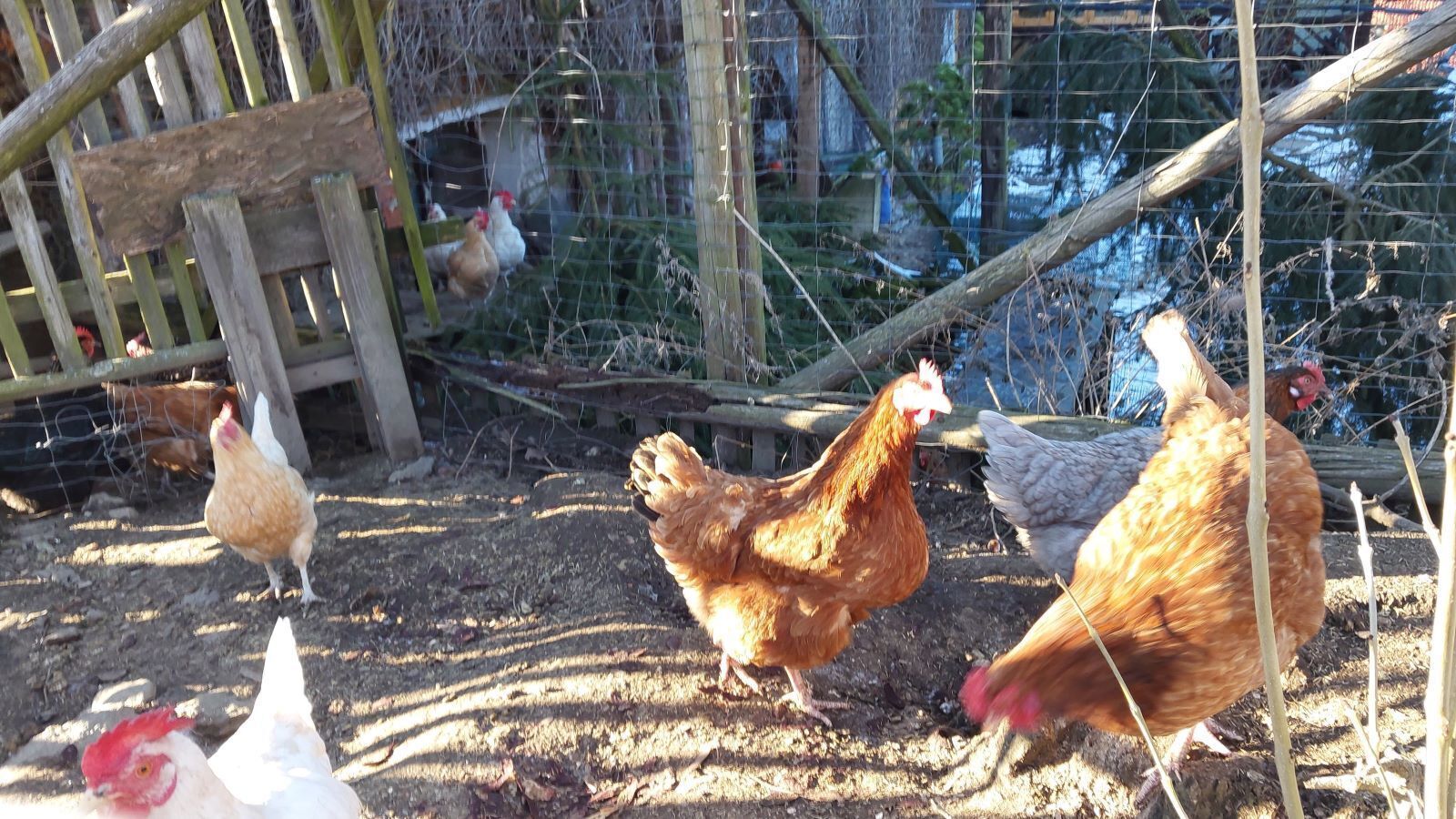 Czym karmić kury i drób zimą Zimowe żywienie dla zdrowia i wysokiej nieśności