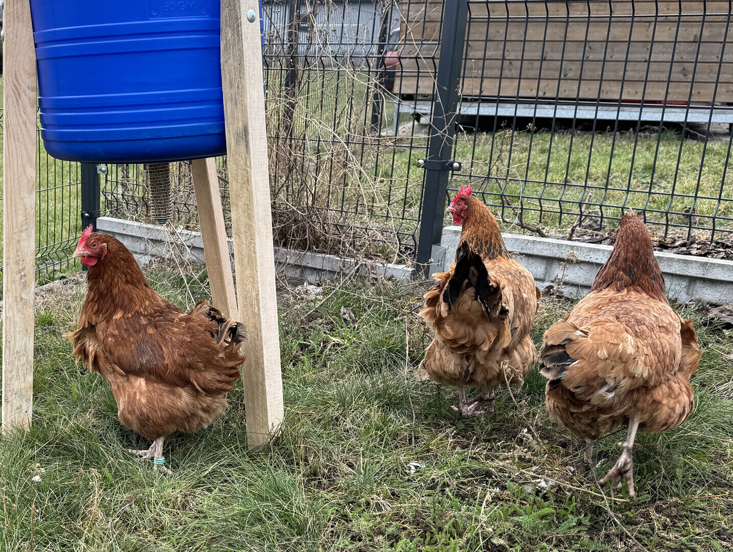 Kury nioski nowe hobby na wsi