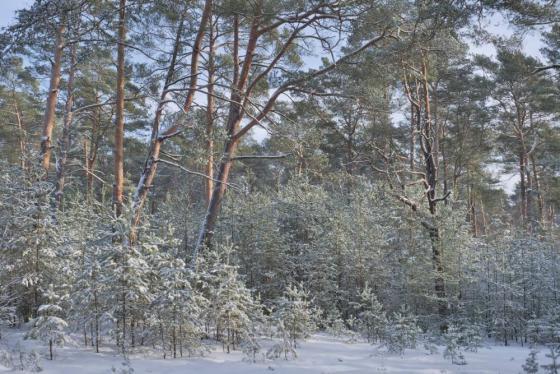 Będą dwa nowe rezerwaty w Nadleśnictwie Piotrków