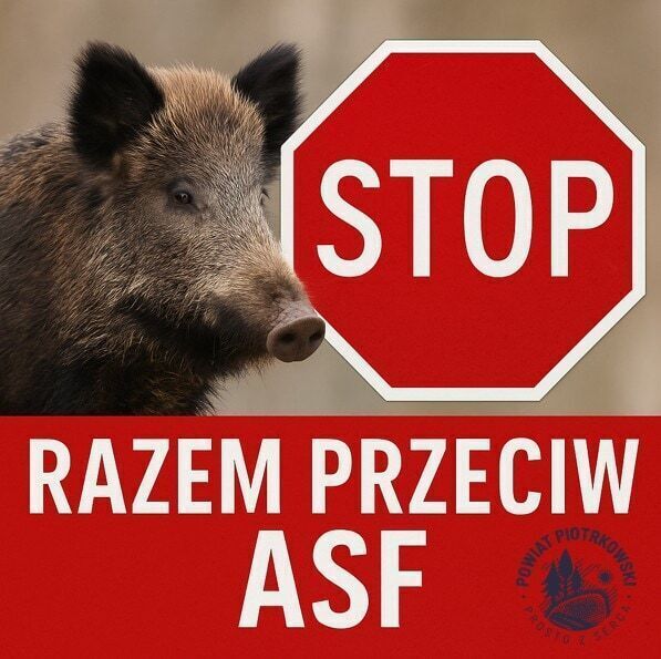 Działania w strefie zakażenia ASF. Aktualna informacja dla mieszkańców