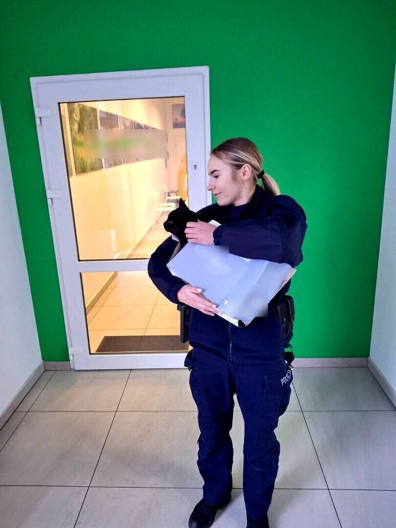 Policjanci z Sulejowa uratowali potrąconego kota