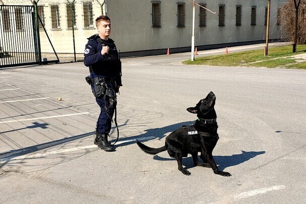 Hades nowy czworonożny policjant w piotrkowskiej komendzie
